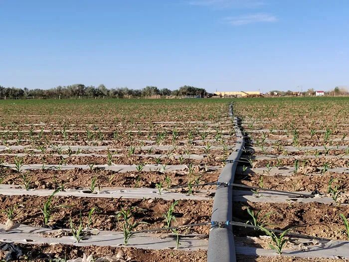 公司高質(zhì)量完成內(nèi)蒙古自治區(qū)高標(biāo)準(zhǔn)農(nóng)田招標(biāo)代理項目 實現(xiàn)農(nóng)業(yè)領(lǐng)域業(yè)務(wù)突破